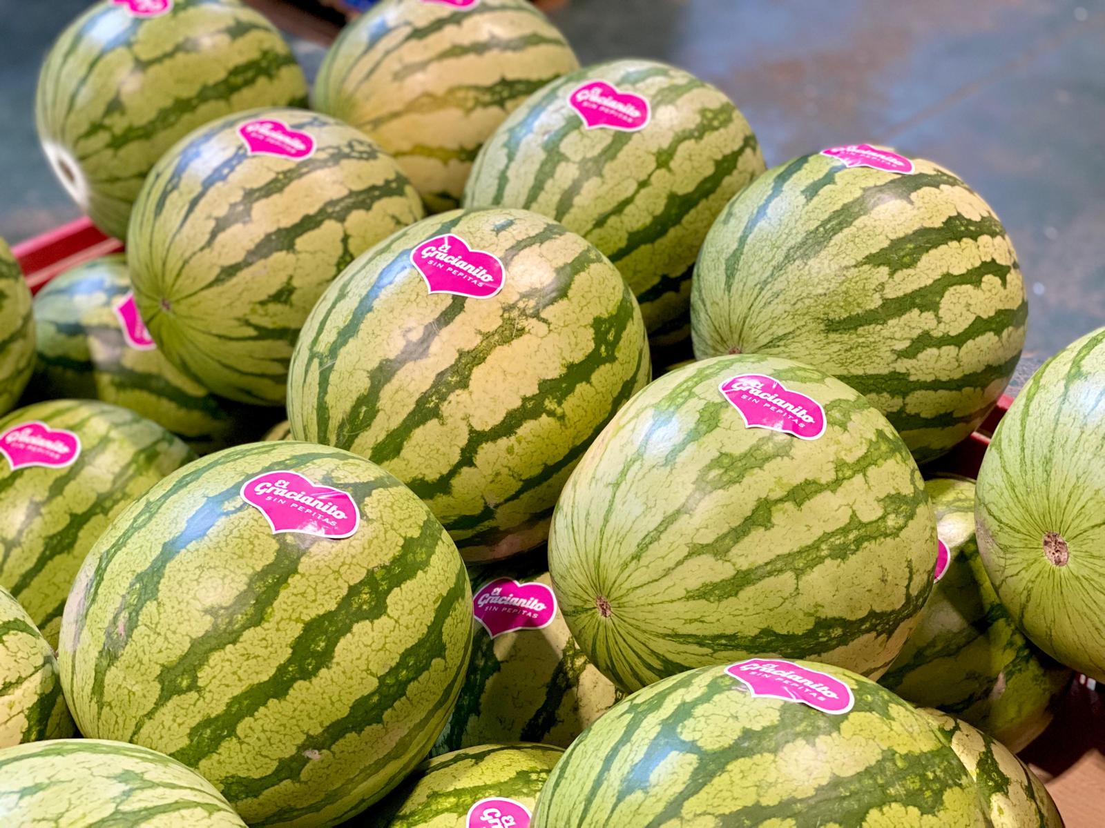 cerka-sandias